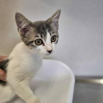 Rescue Domestic Short Hair Cats for Adoption in Eureka, California - Sour Cream | PetCurious