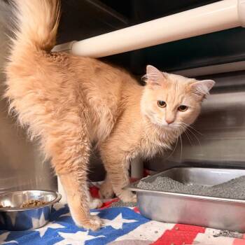 Domestic Medium Hair Cats Available for Adoption in Indianapolis, Indiana - Butters | PetCurious