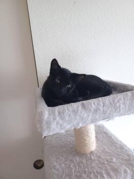Bombay Cats Available for Adoption - Peanut | PetCurious