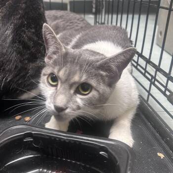 Domestic Short Hair Cats Available for Adoption in Philadelphia, Pennsylvania - Mint | PetCurious
