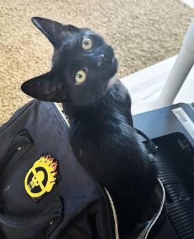 Wendy (A140416) -  Domestic Short Hair Cat for Adoption in Burbank, California - Wendy (A140416) | PetCurious