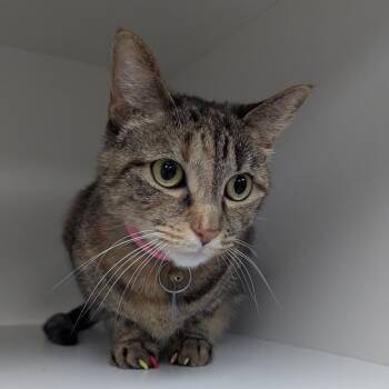 Sidney -  Domestic Short Hair Cat for Adoption in Jeffersonville, Indiana - Sidney | PetCurious