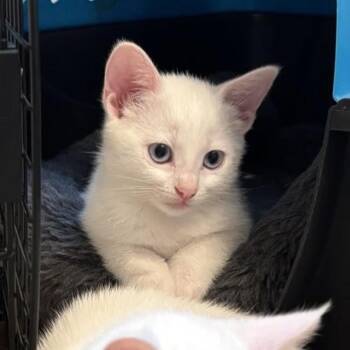 Domestic Short Hair Cats Available for Adoption in Dallas, Texas - Alexis - EXT NBCR | PetCurious