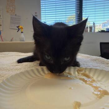 Captain Crunch 29 -  Domestic Short Hair Cat for Adoption in Austin, Texas - Captain Crunch 29 | PetCurious