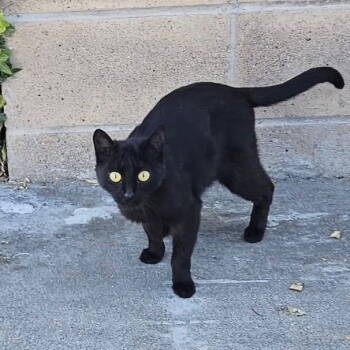 Rescue Domestic Short Hair Cats for Adoption in Castro Valley, California - Wednesday (URGENT FOSTER NEEDED) | PetCurious