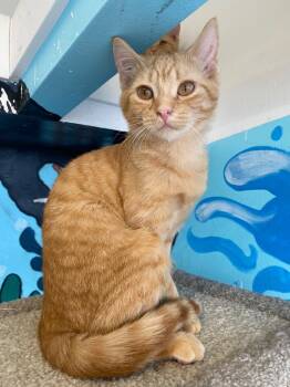 Domestic Short Hair Cats Available for Adoption in Winnipeg, Manitoba - Gingerbread Latte | PetCurious