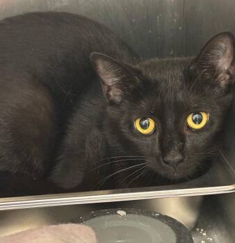 Domestic Short Hair Cats Available for Adoption in Hartsville, South Carolina - Caviar | PetCurious