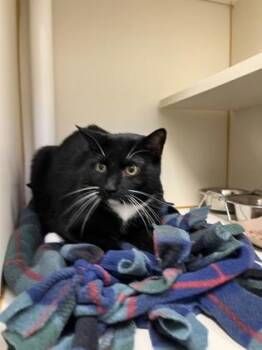 Domestic Short Hair Cats Available for Adoption - Silvie | PetCurious