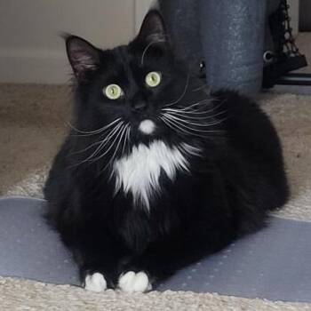 Norwegian Forest Cat and Domestic Long Hair Cats Available for Adoption in Gastonia, North Carolina - Toby | PetCurious