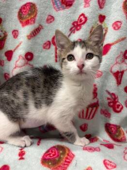 Domestic Short Hair Cats Available for Adoption in Corpus Christi, Texas - Acrobat | PetCurious
