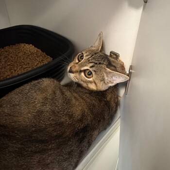 KC -  Domestic Short Hair Cat for Adoption in Lake Jackson, Texas - KC | PetCurious