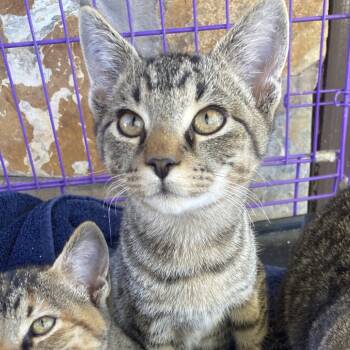 Rescue Domestic Short Hair Cats for Adoption in Rocky Mount, Virginia - Jacobe | PetCurious