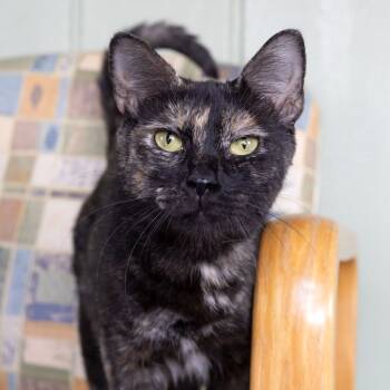 Rescue Domestic Short Hair Cats for Adoption in Mckean, Pennsylvania - Akasha | PetCurious