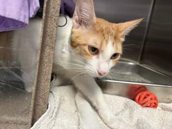 ALLISON -  Domestic Short Hair Cat for Adoption in Colorado Springs, Colorado - ALLISON | PetCurious