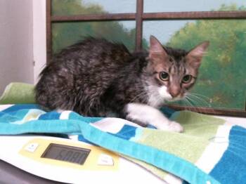 KELLY -  Domestic Short Hair Cat for Adoption in Houston, Texas - KELLY | PetCurious