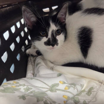 Rescue Domestic Short Hair Cats for Adoption in Chattanooga, Tennessee - Barbie | PetCurious