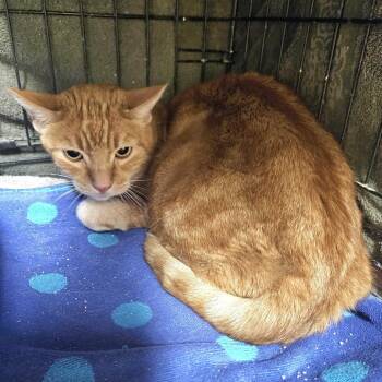 Domestic Long Hair Cats Available for Adoption in Las Vegas, Nevada - Timmy | PetCurious
