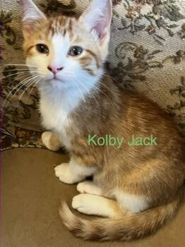 Domestic Short Hair Cats Available for Adoption in Plumerville, Arkansas - Kolby Jack | PetCurious
