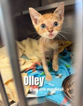 Rescue Domestic Short Hair Cats for Adoption in Bossier City, Louisiana - Olley | PetCurious