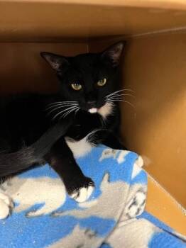 Domestic Short Hair Cats Available for Adoption in Dayton, Minnesota - Snoopy | PetCurious