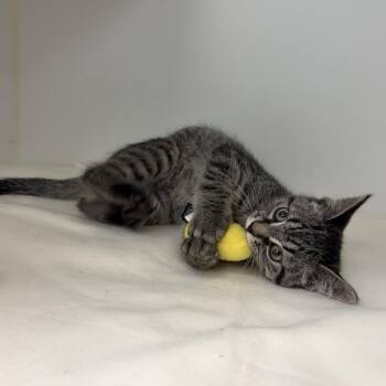 Tortilla -  Domestic Short Hair Cat for Adoption in Clavet, Saskatchewan - Tortilla | PetCurious