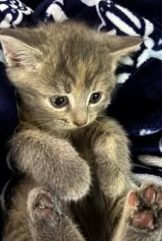 Reese -  Domestic Short Hair Cat for Adoption in Ottawa Hills, Ohio - Reese | PetCurious