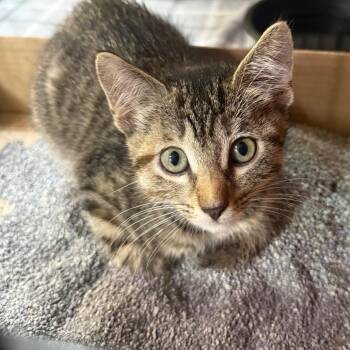 Miso -  Domestic Short Hair Cat for Adoption in Garfield, Arkansas - Miso | PetCurious