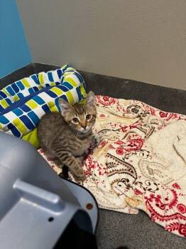 Birny -  Domestic Short Hair Cat for Adoption in Fort Collins, Colorado - Birny | PetCurious