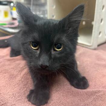 Monkey Business -  Domestic Medium Hair Cat for Adoption in Reno, Nevada - Monkey Business | PetCurious