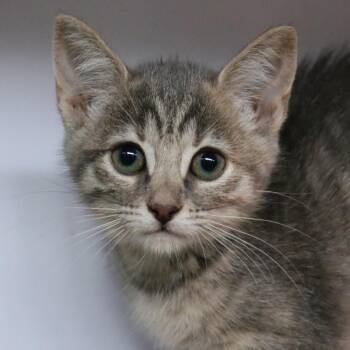 Cheese Puff -  Domestic Short Hair Cat for Adoption in Sarasota, Florida - Cheese Puff | PetCurious