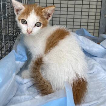 Penny -  Domestic Short Hair Cat for Adoption in Beaumont, Texas - Penny | PetCurious