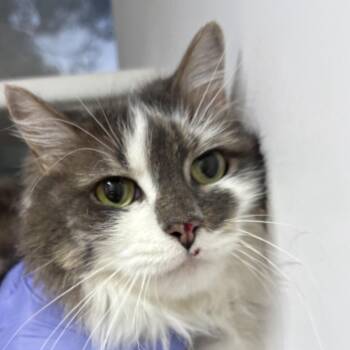 Ghost Kitty -  Domestic Medium Hair Cat for Adoption in Kanab, Utah - Ghost Kitty | PetCurious