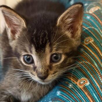 Sulley -  Domestic Short Hair Cat for Adoption in Bel Air, Maryland - Sulley | PetCurious