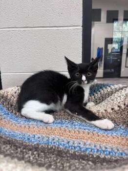 Riley -  Domestic Short Hair Cat for Adoption in Dalton, Georgia - Riley | PetCurious