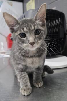 Clark Kent -  Domestic Short Hair Cat for Adoption in Fort Worth, Texas - Clark Kent | PetCurious