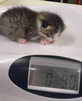 Bobby -  Domestic Short Hair Cat for Adoption in Westfield, New York - Bobby | PetCurious