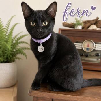 Fern -  Domestic Short Hair Cat for Adoption in Inman, South Carolina - Fern | PetCurious