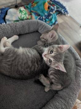Thunder - (Weather Kittens) -  American Shorthair Cat for Adoption in Bordentown, New Jersey - Thunder - (Weather Kittens) | PetCurious