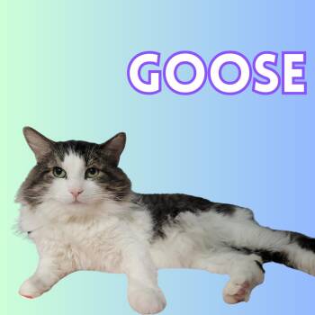 Rescue Domestic Medium Hair Cats for Adoption in South Padre Island, Texas - Goose | PetCurious