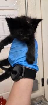 Bat -  Domestic Short Hair Cat for Adoption in Fruit Heights, Utah - Bat | PetCurious