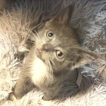 Flicka -  Domestic Short Hair Cat for Adoption in Cumming, Georgia - Flicka | PetCurious