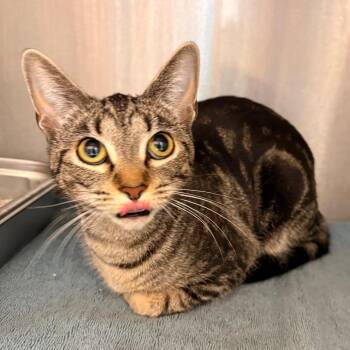 Domestic Short Hair Cats Available for Adoption - Precious | PetCurious