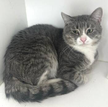 Domestic Short Hair Cats Available for Adoption - Cameron | PetCurious