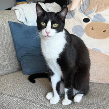 Epic -  Domestic Short Hair Cat for Adoption in Evanston, Illinois - Epic | PetCurious