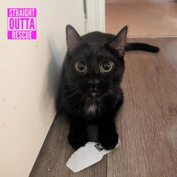 Jiji -  Domestic Short Hair Cat for Adoption in Vancouver, British Columbia - Jiji | PetCurious