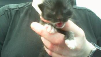 VEGA -  Domestic Short Hair Cat for Adoption in Charlotte, North Carolina - VEGA | PetCurious