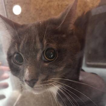 Domestic Short Hair Cats Available for Adoption in Philadelphia, Pennsylvania - GeeZee | PetCurious