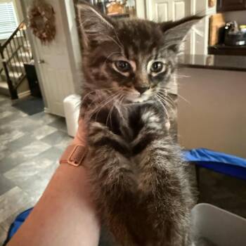 Diesel -  Domestic Short Hair Cat for Adoption - Diesel | PetCurious