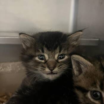 Otterton -  Domestic Long Hair Cat for Adoption in Bristol, Indiana - Otterton | PetCurious