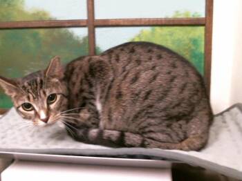 Domestic Short Hair Cats Available for Adoption in Houston, Texas - BIGGINS | PetCurious